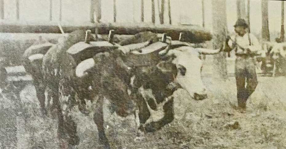 Loading-logs-on-a-tram-car